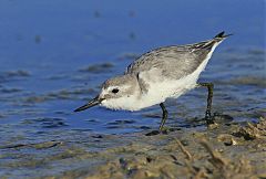 Wrybill